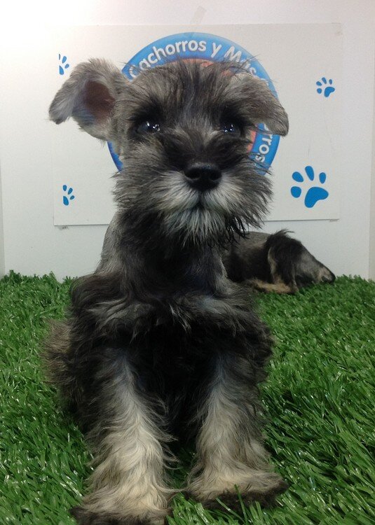 Venta De Cachorros Perros De Raza Schnauzer Miniatura Cachorros Cachorros Y Mas Cachorros