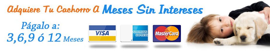 Pago a meses sin intereses Adquiere tu cachorro HOY y págalo a 12 MESES